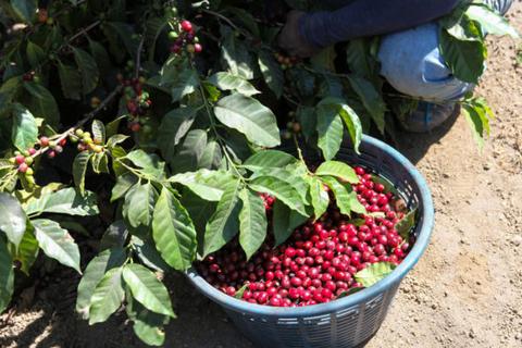 GUATEMALA - Santa Clara Geisha/ Washed